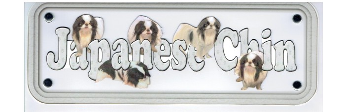 Japanese Chin